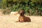 RODESIAN RIDGEBACK 252